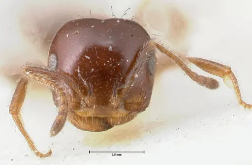 Monomorium sordidum specimen FOCOL1705 image focol1705_2