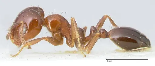 Monomorium sordidum specimen FOCOL1705 image focol1705_3