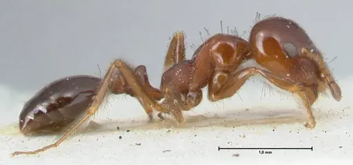 Monomorium sordidum specimen FOCOL1705 image focol1705_4