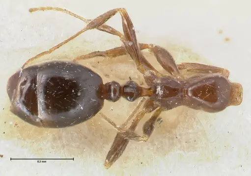 Monomorium sordidum specimen FOCOL1706 image focol1706_1