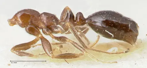 Monomorium sordidum specimen FOCOL1706 image focol1706_3