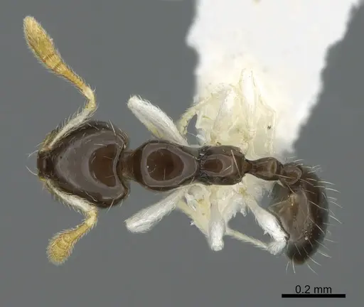 Monomorium spectrum specimen CASENT0887959 image casent0887959_1