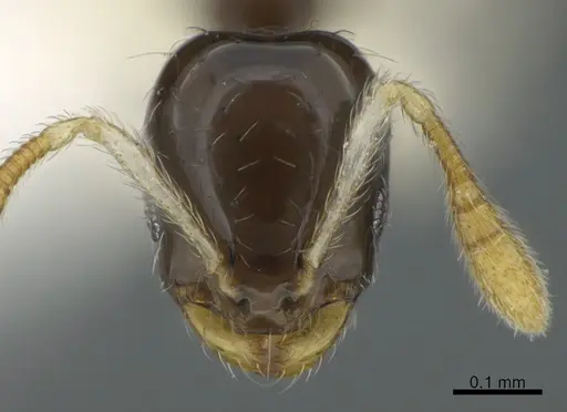 Monomorium spectrum specimen CASENT0887959 image casent0887959_2