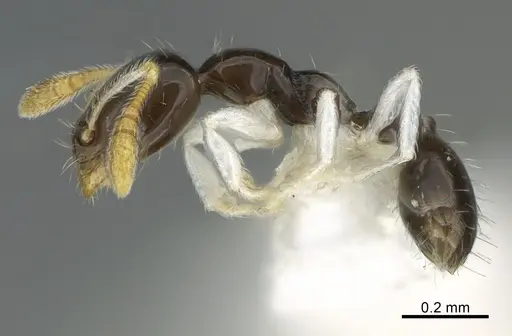 Monomorium spectrum specimen CASENT0887959 image casent0887959_3