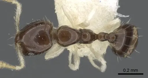 Monomorium spectrum specimen CASENT0902268 image casent0902268_1