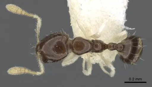 Monomorium spectrum specimen CASENT0902268 image casent0902268_2