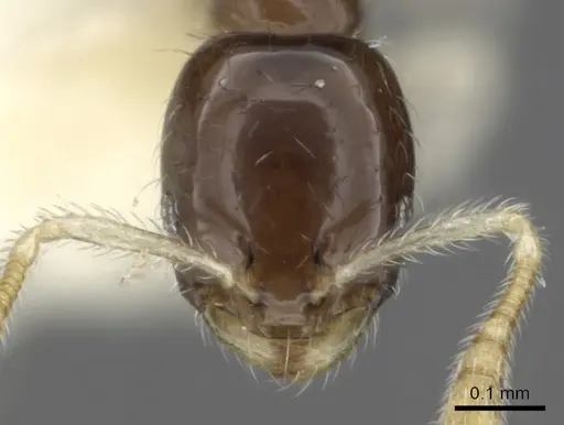 Monomorium spectrum specimen CASENT0902268 image casent0902268_3