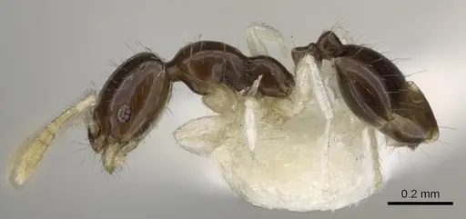 Monomorium spectrum specimen CASENT0902268 image casent0902268_4