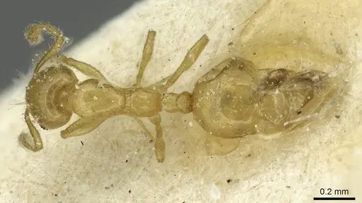 Monomorium speluncarum specimen CASENT0913855 image casent0913855_1
