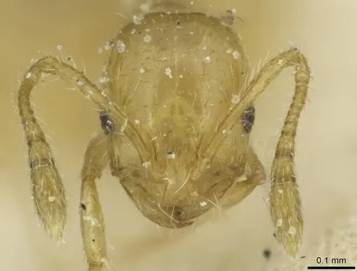 Monomorium speluncarum specimen CASENT0913855 image casent0913855_2