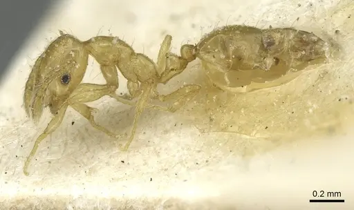 Monomorium speluncarum specimen CASENT0913855 image casent0913855_3