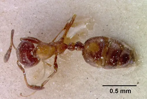 Monomorium springvalense specimen CASENT0010822 image casent0010822_1