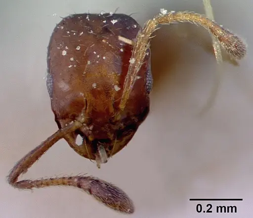 Monomorium springvalense specimen CASENT0010822 image casent0010822_2