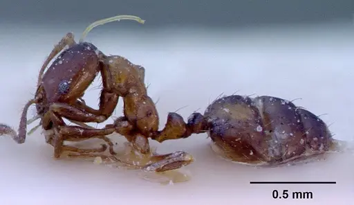 Monomorium springvalense specimen CASENT0010822 image casent0010822_3