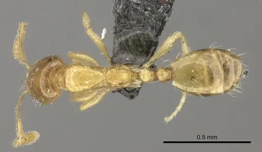 Monomorium springvalense specimen CASENT0235928 image casent0235928_1