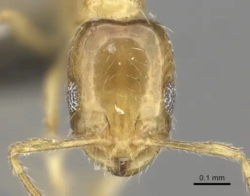 Monomorium springvalense specimen CASENT0235928 image casent0235928_2