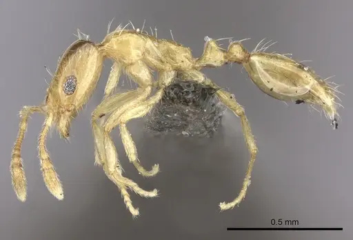 Monomorium springvalense specimen CASENT0235928 image casent0235928_3