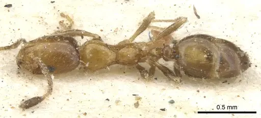 Monomorium springvalense specimen CASENT0902252 image casent0902252_1