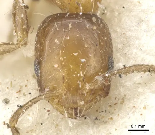 Monomorium springvalense specimen CASENT0902252 image casent0902252_2