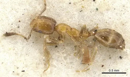 Monomorium springvalense specimen CASENT0902252 image casent0902252_3