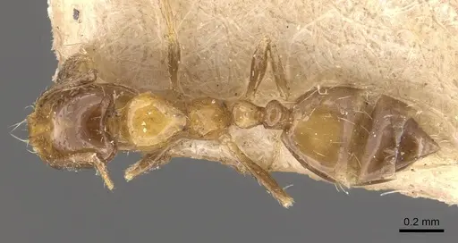 Monomorium springvalense specimen CASENT0908709 image casent0908709_1