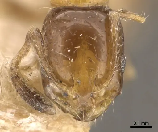 Monomorium springvalense specimen CASENT0908709 image casent0908709_2