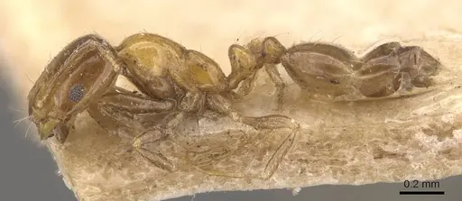 Monomorium springvalense specimen CASENT0908709 image casent0908709_3