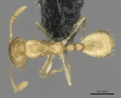 Monomorium sryetum specimen CASENT0814739 image casent0814739_1