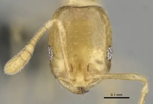 Monomorium sryetum specimen CASENT0814739 image casent0814739_2