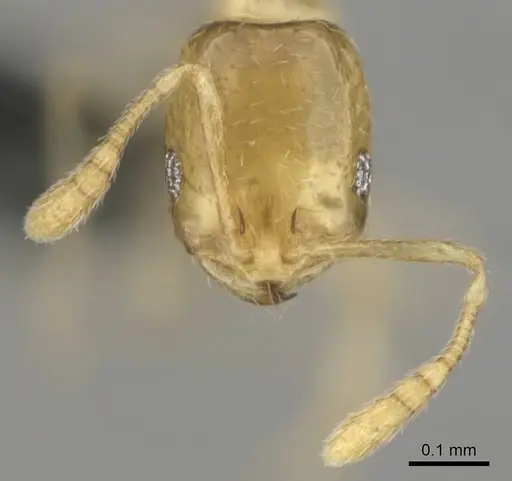 Monomorium sryetum specimen CASENT0814739 image casent0814739_3