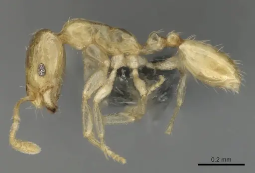 Monomorium sryetum specimen CASENT0814739 image casent0814739_4
