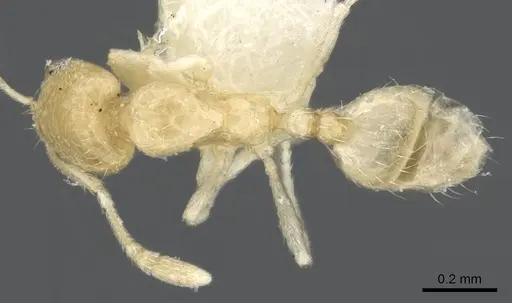 Monomorium sryetum specimen CASENT0902265 image casent0902265_1