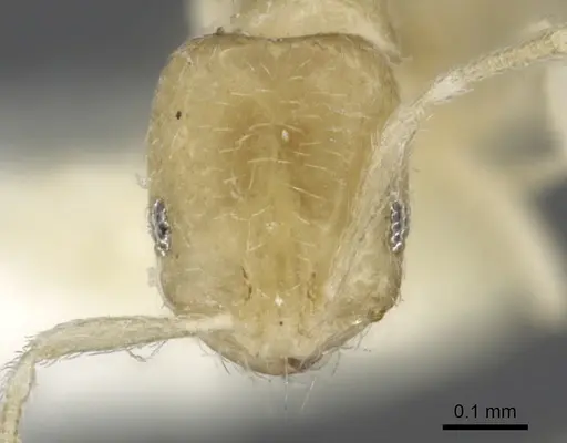 Monomorium sryetum specimen CASENT0902265 image casent0902265_2