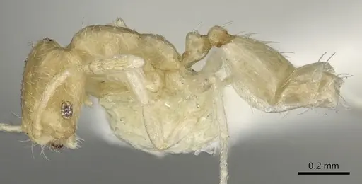 Monomorium sryetum specimen CASENT0902265 image casent0902265_3