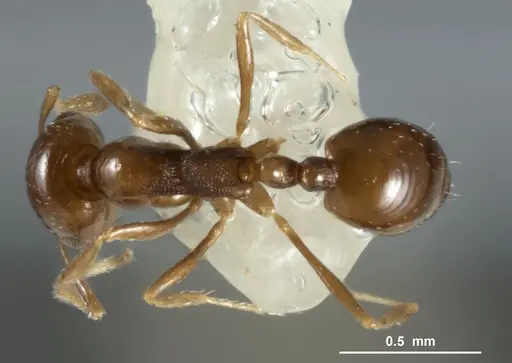 Monomorium stictonotum specimen ANIC32-015689-1 image anic32-015689-1_1