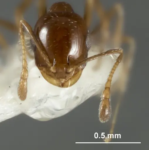 Monomorium stictonotum specimen ANIC32-015689-1 image anic32-015689-1_2
