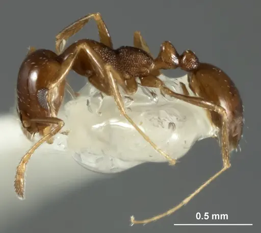Monomorium stictonotum specimen ANIC32-015689-1 image anic32-015689-1_3
