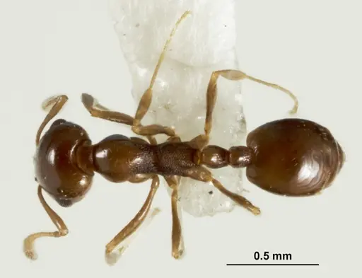 Monomorium stictonotum specimen ANIC32-015689-2 image anic32-015689-2_1