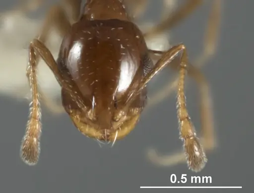 Monomorium stictonotum specimen ANIC32-015689-2 image anic32-015689-2_2