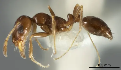 Monomorium stictonotum specimen ANIC32-015689-2 image anic32-015689-2_3