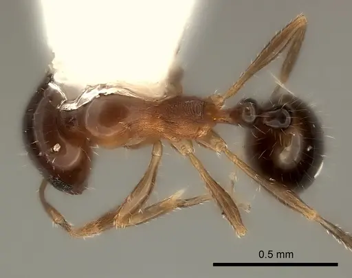 Monomorium stictonotum specimen CASENT0217890 image casent0217890_1