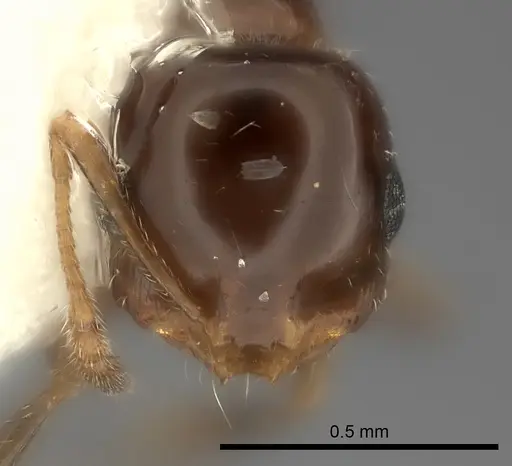 Monomorium stictonotum specimen CASENT0217890 image casent0217890_2