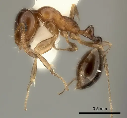 Monomorium stictonotum specimen CASENT0217890 image casent0217890_3