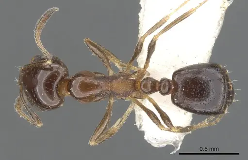 Monomorium stictonotum specimen CASENT0902324 image casent0902324_1