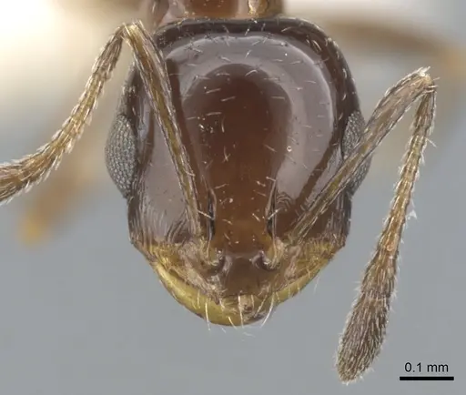Monomorium stictonotum specimen CASENT0902324 image casent0902324_2