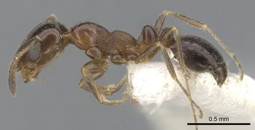 Monomorium stictonotum specimen CASENT0902324 image casent0902324_3