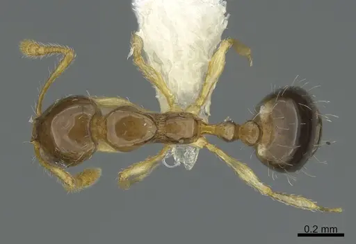 Monomorium strangulatum specimen CASENT0408162 image casent0408162_1