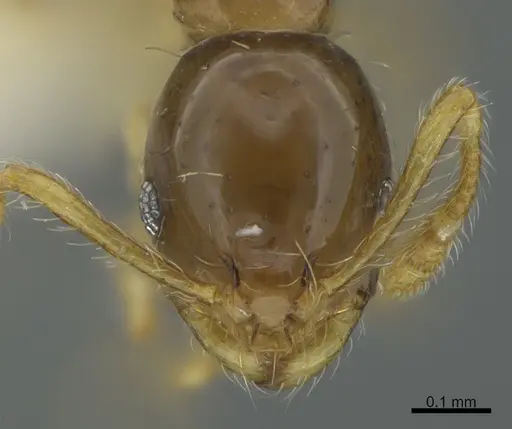Monomorium strangulatum specimen CASENT0408162 image casent0408162_2