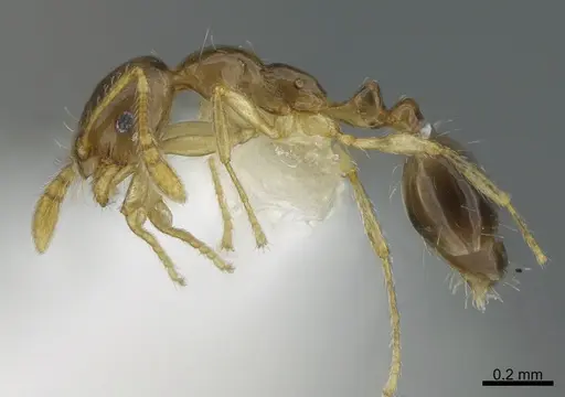 Monomorium strangulatum specimen CASENT0408162 image casent0408162_3
