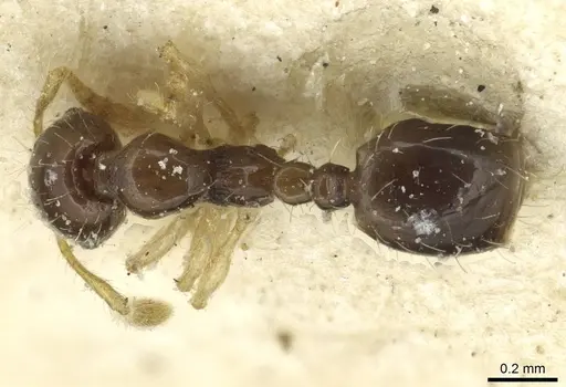 Monomorium strangulatum specimen CASENT0913856 image casent0913856_1